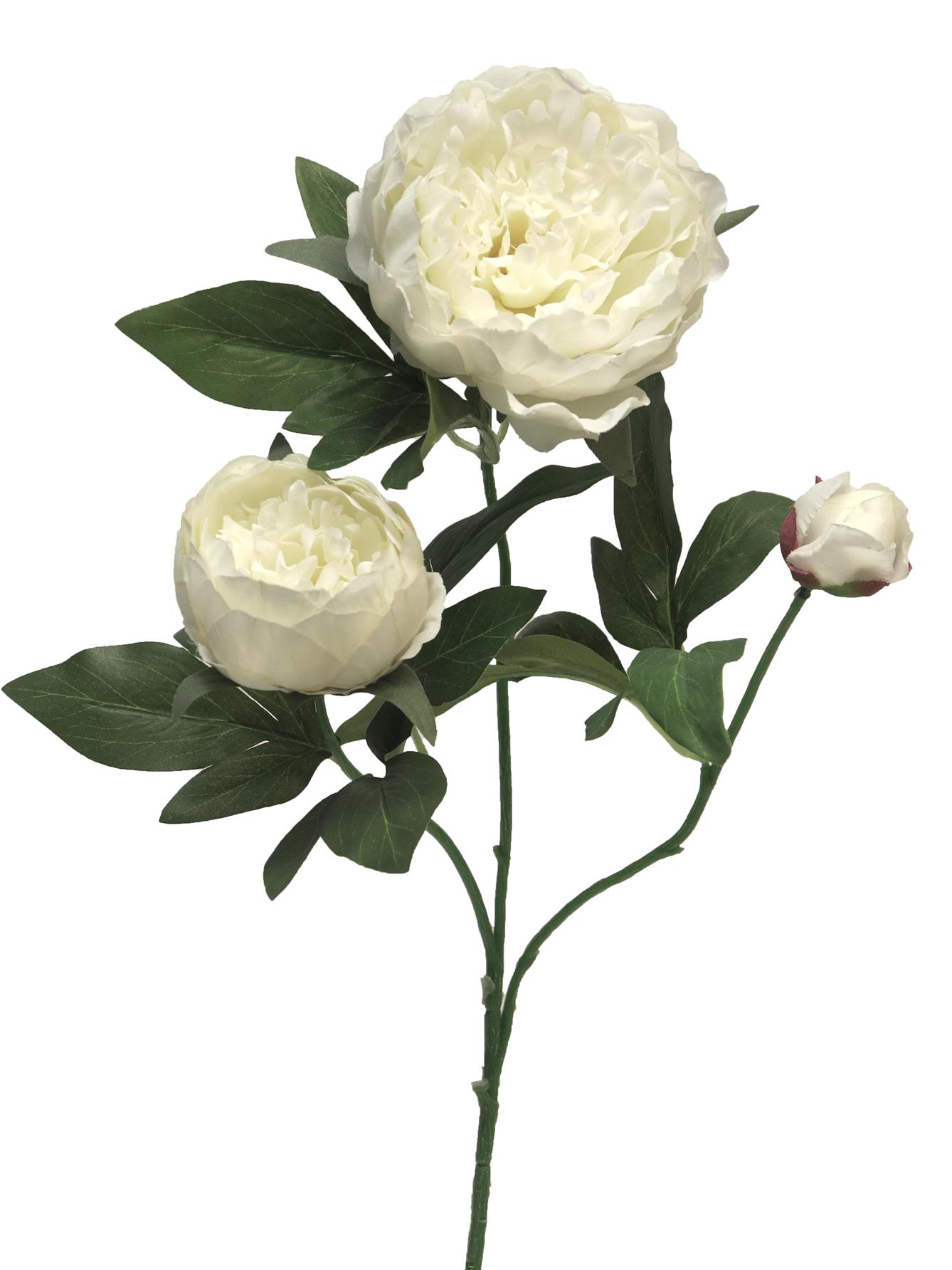 11157-0.jpg